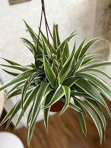 🌿 Продаю хлорофитум 🌿 Свежий, красивый, идеально подойдет для дома или at lalafo.kg 🌿 Продаю хлорофитум 🌿 Свежий, красивый, идеально подойдет для дома или