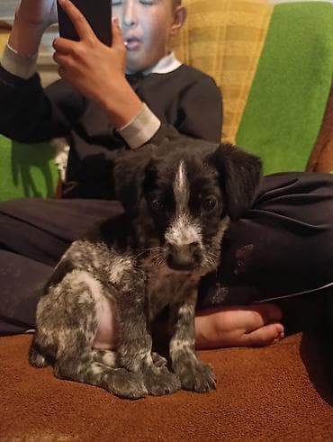 Спаниель, 1 месяц, Самец at lalafo.kg Спаниель, 1 месяц, Самец