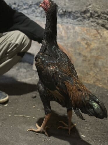 Продаю | Петух | Бойцовая | Для разведения at lalafo.kg Продаю | Петух | Бойцовая | Для разведения