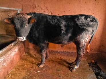 Продаю | Бык (самец) | На откорм | Привязанные at lalafo.kg Продаю | Бык (самец) | На откорм | Привязанные