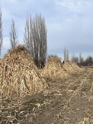 Продается бакал
Место положения Ысык атаский районэпкин at lalafo.kg Продается бакал
Место положения Ысык атаский районэпкин
