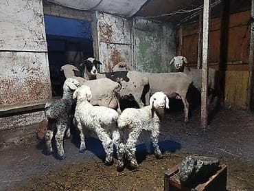 Proton: Сатам | Ургаачы кой (ургаачы) | Көбөйтүү үчүн | Ургаачы lalafo.kg да — 2 Proton: Сатам | Ургаачы кой (ургаачы) | Көбөйтүү үчүн | Ургаачы — 2