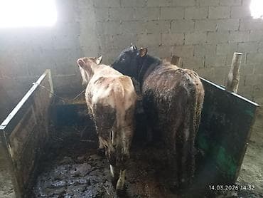 Продаю | Тёлка | На откорм | Привязанные at lalafo.kg Продаю | Тёлка | На откорм | Привязанные
