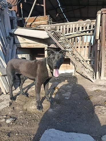 Собака даром: 5 месяцев, Самка, С прививкой at lalafo.kg Собака даром: 5 месяцев, Самка, С прививкой