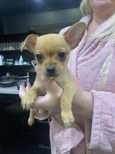 Чихуахуа, 2 месяца, Самец, С прививкой at lalafo.kg Чихуахуа, 2 месяца, Самец, С прививкой