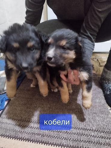 Отдам даром at lalafo.kg Отдам даром