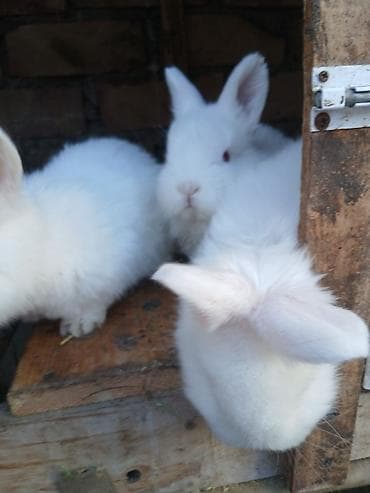 Белые декоративные кролики с длинным мягким пухом. Характерные черты at lalafo.kg Белые декоративные кролики с длинным мягким пухом. Характерные черты