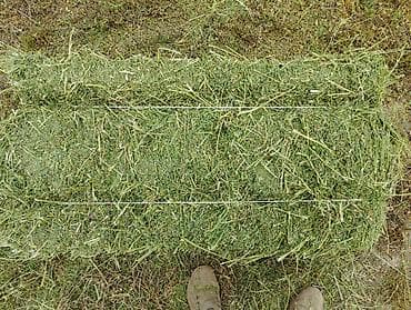 Чөп беде престер сатылат. Бесплатно с доставкой по городу Токмок at lalafo.kg Чөп беде престер сатылат. Бесплатно с доставкой по городу Токмок