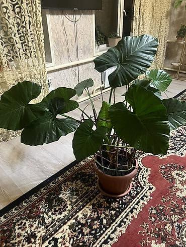 Ароидное комнатное растение с крупными декоративными листьями (тип at lalafo.kg Ароидное комнатное растение с крупными декоративными листьями (тип