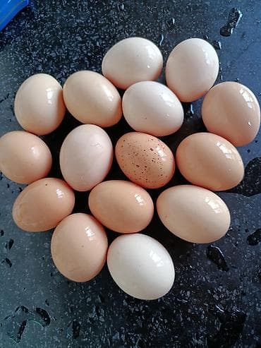 Домашние куриные яйца.Оплодотворенные. - Натуральные яйца от at lalafo.kg Домашние куриные яйца.Оплодотворенные. - Натуральные яйца от