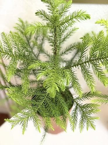 Араукария разнолистная (Norfolk Island Pine) в горшке. - Компактные at lalafo.kg Араукария разнолистная (Norfolk Island Pine) в горшке. - Компактные
