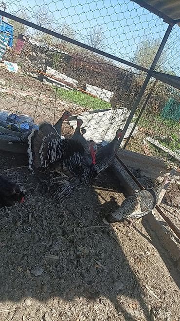 Продаю | Индюшка (самка) | Для разведения | Племенные at lalafo.kg Продаю | Индюшка (самка) | Для разведения | Племенные