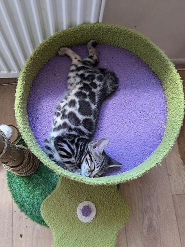 Бенгальская, 1 месяц, Девочка, Шоколадный, Приучена к лотку, Проглистована, С документами at lalafo.kg — 1 Бенгальская, 1 месяц, Девочка, Шоколадный, Приучена к лотку, Проглистована, С документами — 1