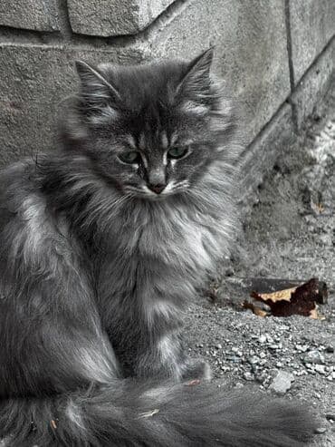 Кошка даром: Беспородная, Девочка at lalafo.kg Кошка даром: Беспородная, Девочка