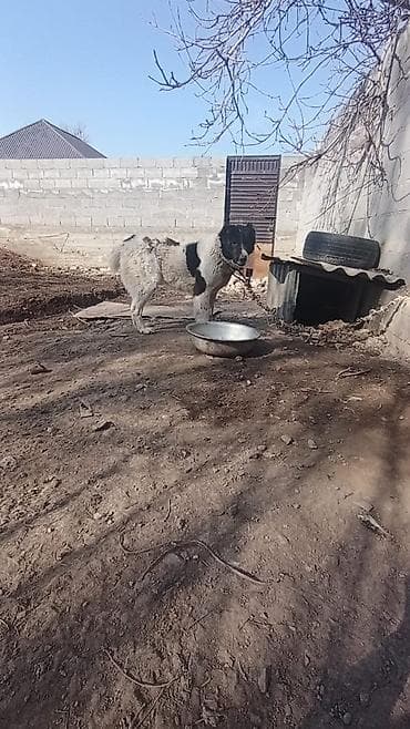 Собака крупного размера, черно-белого окраса, коротко‑средняя шерсть at lalafo.kg Собака крупного размера, черно-белого окраса, коротко‑средняя шерсть