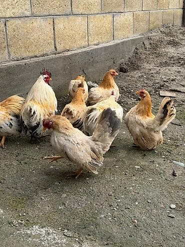 Продаю декоративные кур петух at lalafo.kg Продаю декоративные кур петух
