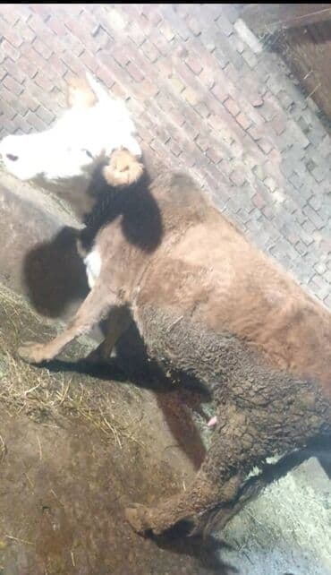 Продаю | Бык (самец) | На откорм | Привязанные at lalafo.kg Продаю | Бык (самец) | На откорм | Привязанные