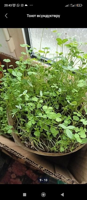 Люцерна at lalafo.kg Люцерна