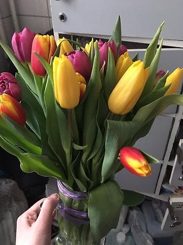 🌷 Свежие Тюльпаны / В розницу по 100 сом/ шт Идеальный подарок для at lalafo.kg 🌷 Свежие Тюльпаны / В розницу по 100 сом/ шт Идеальный подарок для