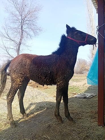 Продаётся жеребец (эркек тай). Особенности: - На крепких кормах at lalafo.kg Продаётся жеребец (эркек тай). Особенности: - На крепких кормах