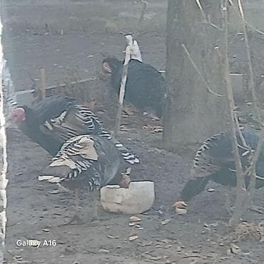 Продаю | Индюшата | Бройлерная | На забой | Племенные at lalafo.kg Продаю | Индюшата | Бройлерная | На забой | Племенные