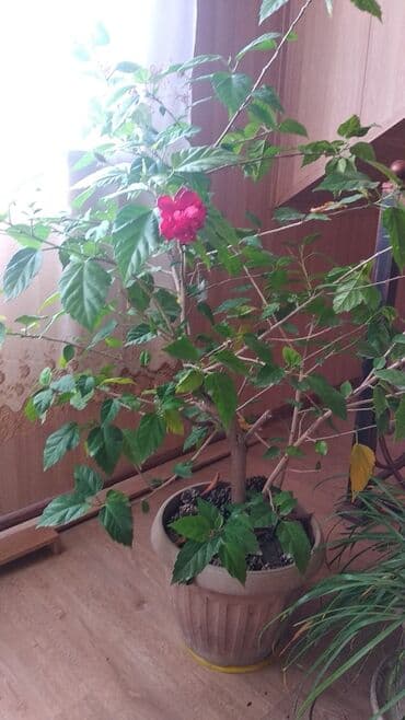 Продаю китайскую розу,,два больших дерева.цена за один горшок at lalafo.kg Продаю китайскую розу,,два больших дерева.цена за один горшок