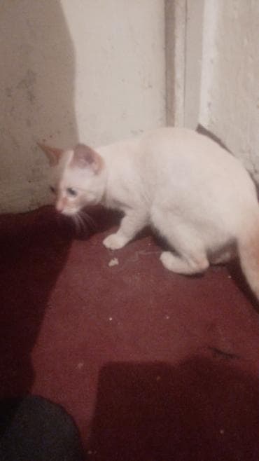 Беспородная, 7 месяцев, Мальчик, Белый, Приучена к лотку at lalafo.kg Беспородная, 7 месяцев, Мальчик, Белый, Приучена к лотку
