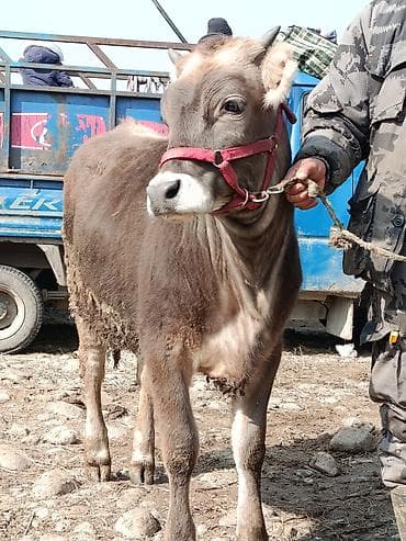 Продаю | Бык (самец) | Привязанные at lalafo.kg Продаю | Бык (самец) | Привязанные