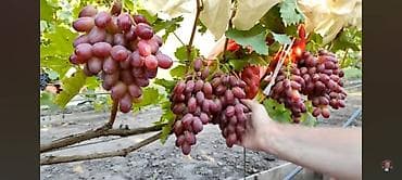 Продаю рассаду винограда сорт РИЗАМАТ сортовой,оптом каличество и в at lalafo.kg Продаю рассаду винограда сорт РИЗАМАТ сортовой,оптом каличество и в