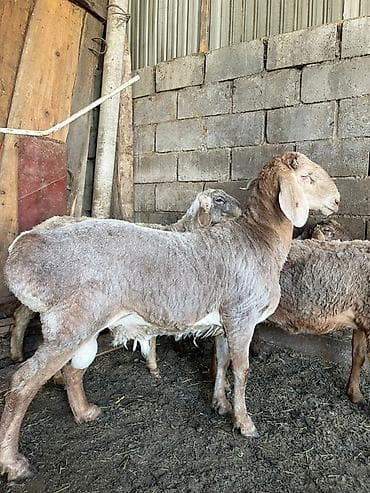 Продаю | Баран (самец) | Для разведения | Осеменитель at lalafo.kg Продаю | Баран (самец) | Для разведения | Осеменитель