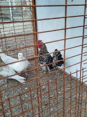 Карлик короз сатылат алмашу жолдору бар домашний тооко алмашам адрес at lalafo.kg Карлик короз сатылат алмашу жолдору бар домашний тооко алмашам адрес