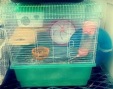 Продаю набор клетка + хомяк девочка, ручная+ шар для прогулки. всего at lalafo.kg Продаю набор клетка + хомяк девочка, ручная+ шар для прогулки. всего