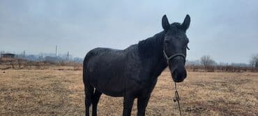 Продаю | Жеребец, Кобыла (самка) | Полукровка | Для разведения | Племенные at lalafo.kg Продаю | Жеребец, Кобыла (самка) | Полукровка | Для разведения | Племенные