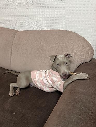 Питбуль, 6 месяцев, Самка, С прививкой at lalafo.kg Питбуль, 6 месяцев, Самка, С прививкой