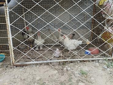 1 петух и 3 курицы по 800 сомов at lalafo.kg 1 петух и 3 курицы по 800 сомов