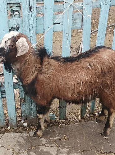 Продаю | Козёл (самец) | Полукровка | Для разведения | Осеменитель at lalafo.kg Продаю | Козёл (самец) | Полукровка | Для разведения | Осеменитель