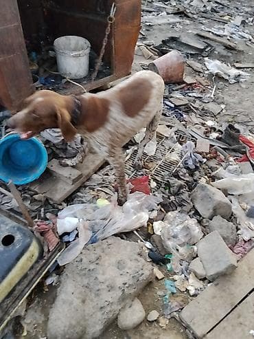 Курцхаар (пятнистый окрас, короткая шерсть, коричнево-белые пятна at lalafo.kg Курцхаар (пятнистый окрас, короткая шерсть, коричнево-белые пятна