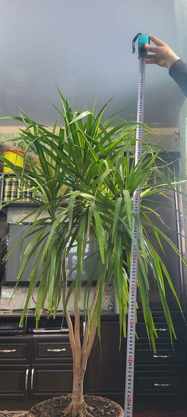 Драцена маргината (драконово дерево) в горшке. - Высота: около 1 at lalafo.kg Драцена маргината (драконово дерево) в горшке. - Высота: около 1