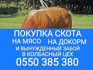 Куплю | Коровы, быки, Лошади, кони, Другие с/х животные | Круглосуточно, Любое состояние, Забитый at lalafo.kg Куплю | Коровы, быки, Лошади, кони, Другие с/х животные | Круглосуточно, Любое состояние, Забитый