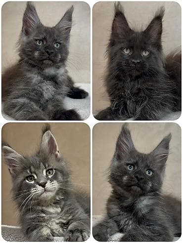 Котята породы мейн-кун «модных» окрасов черный дым, голубое серебро at lalafo.kg Котята породы мейн-кун «модных» окрасов черный дым, голубое серебро