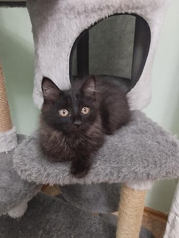 Ищут дом котята.Им скоро исполнится 3 месяца.Были найдены at lalafo.kg Ищут дом котята.Им скоро исполнится 3 месяца.Были найдены