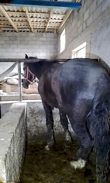 Семиз кунандар сатылат баасы 120 000 at lalafo.kg Семиз кунандар сатылат баасы 120 000