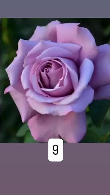 Садовые розы — коллекционные сорта (на фото пронумерованы 6–9) - №6 at lalafo.kg Садовые розы — коллекционные сорта (на фото пронумерованы 6–9) - №6