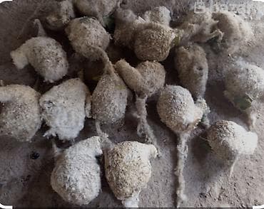 Коконы шелкопряда (натуральный шелк) - Натуральные коконы для at lalafo.kg Коконы шелкопряда (натуральный шелк) - Натуральные коконы для