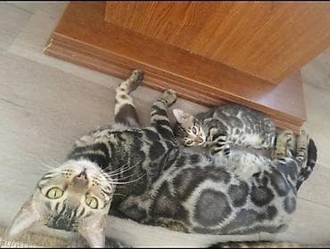 Бенгал, 1 айлык, Эркек, Документтери менен, Эмделген, Лотокко барууга үйрөтүлгөн lalafo.kg да — 3 Бенгал, 1 айлык, Эркек, Документтери менен, Эмделген, Лотокко барууга үйрөтүлгөн — 3