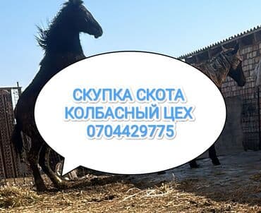 Сатып алам | Уйлар, букалар, Жылкылар, аттар | Күнү-түнү, Бардык шартта, Союлган lalafo.kg да Сатып алам | Уйлар, букалар, Жылкылар, аттар | Күнү-түнү, Бардык шартта, Союлган