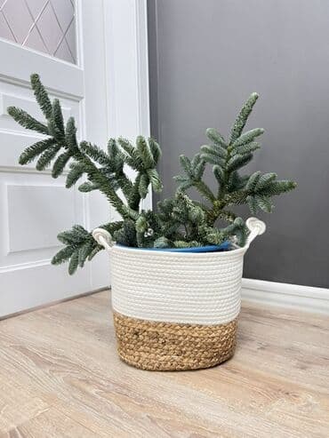 Декоративный кашпо-корзина для растений - Форма: цилиндрическая с at lalafo.kg Декоративный кашпо-корзина для растений - Форма: цилиндрическая с