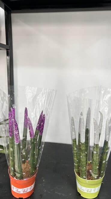 Декоративная сансевиерия (Sansevieria cylindrica) в горшке lalafo.kg да Декоративная сансевиерия (Sansevieria cylindrica) в горшке