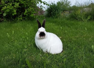 Продаю | Крольчиха (самка), Кролик самец, Крольчата | Калифорнийская, Новозеландская, НЗК | Для разведения | Племенные at lalafo.kg Продаю | Крольчиха (самка), Кролик самец, Крольчата | Калифорнийская, Новозеландская, НЗК | Для разведения | Племенные