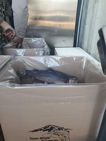 Койдун эти: Продаю форель всех размеров. Продаю крупную форель. Форель оптом lalafo.kg да — 2 Койдун эти: Продаю форель всех размеров. Продаю крупную форель. Форель оптом — 2